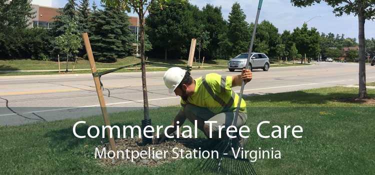Commercial Tree Care Montpelier Station - Virginia