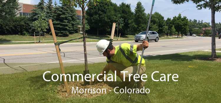 Commercial Tree Care Morrison - Colorado