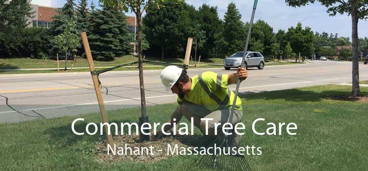 Commercial Tree Care Nahant - Massachusetts