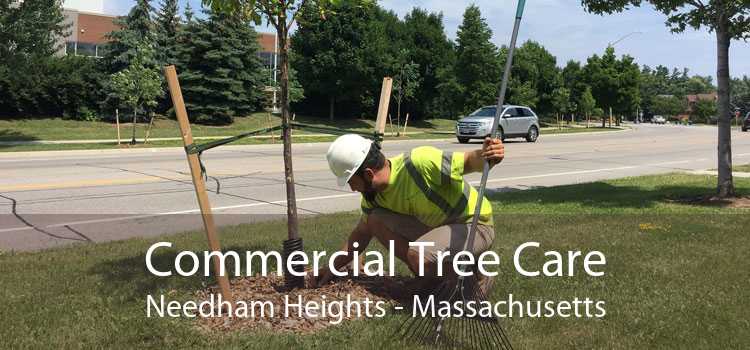 Commercial Tree Care Needham Heights - Massachusetts