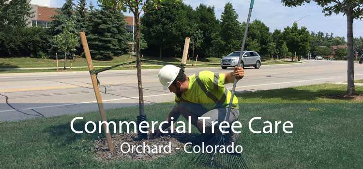 Commercial Tree Care Orchard - Colorado