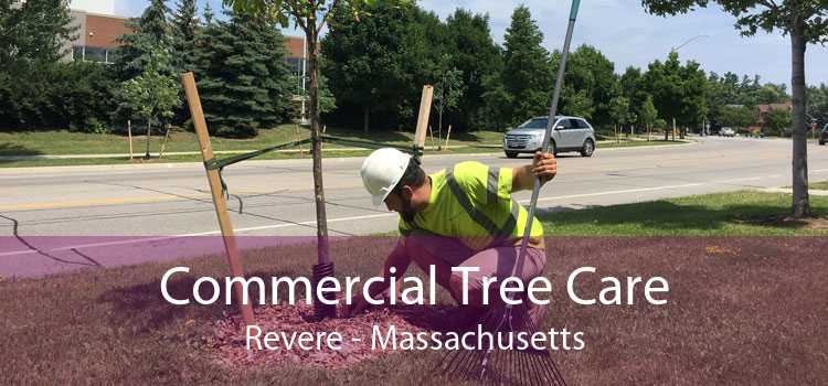 Commercial Tree Care Revere - Massachusetts