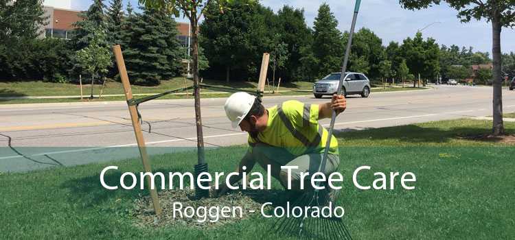 Commercial Tree Care Roggen - Colorado