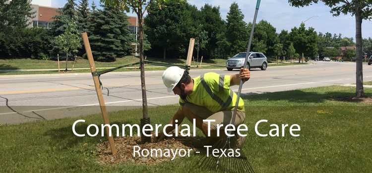 Commercial Tree Care Romayor - Texas