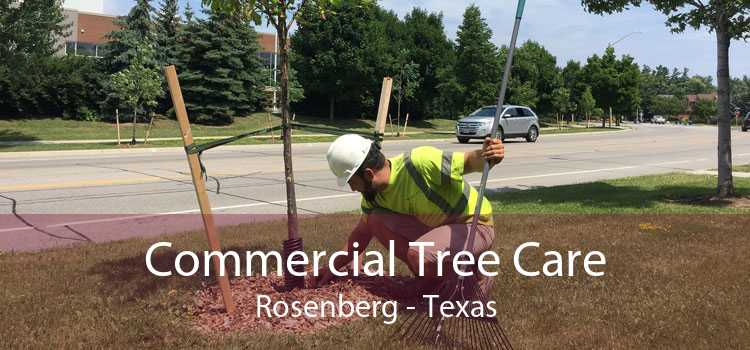 Commercial Tree Care Rosenberg - Texas
