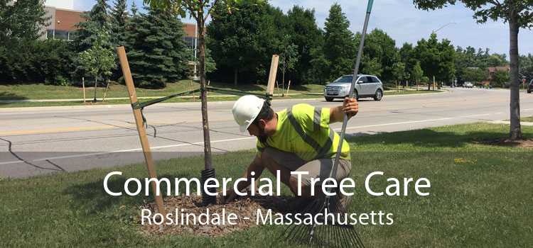 Commercial Tree Care Roslindale - Massachusetts