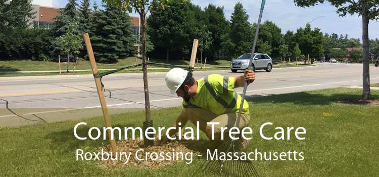 Commercial Tree Care Roxbury Crossing - Massachusetts
