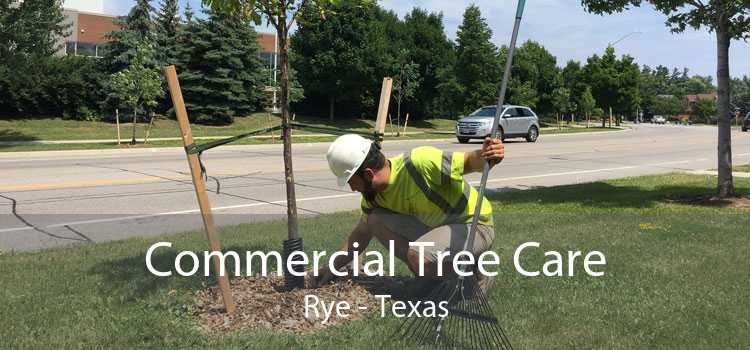 Commercial Tree Care Rye - Texas