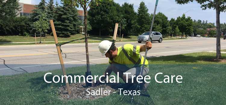 Commercial Tree Care Sadler - Texas