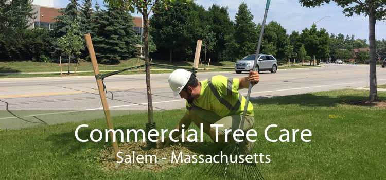 Commercial Tree Care Salem - Massachusetts
