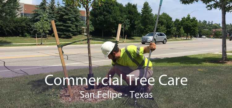 Commercial Tree Care San Felipe - Texas