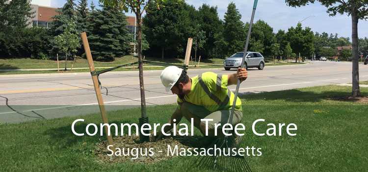 Commercial Tree Care Saugus - Massachusetts
