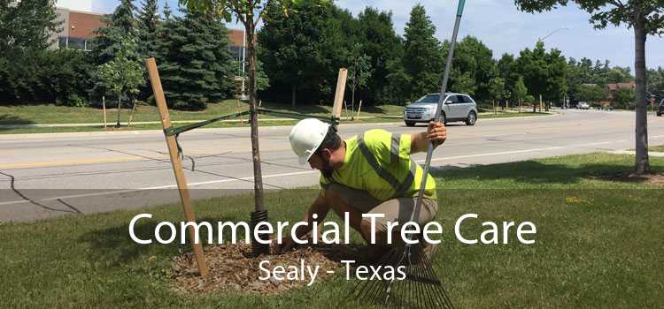 Commercial Tree Care Sealy - Texas