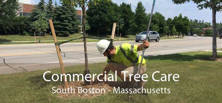 Commercial Tree Care South Boston - Massachusetts