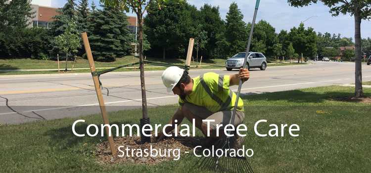Commercial Tree Care Strasburg - Colorado