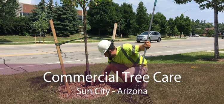 Commercial Tree Care Sun City - Arizona