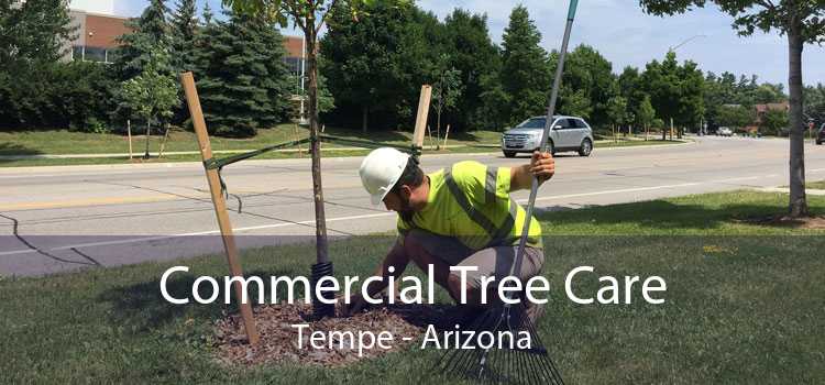 Commercial Tree Care Tempe - Arizona