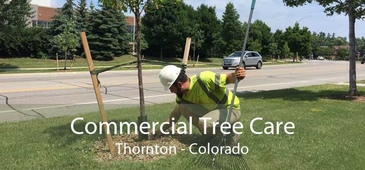 Commercial Tree Care Thornton - Colorado