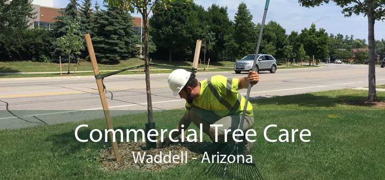 Commercial Tree Care Waddell - Arizona