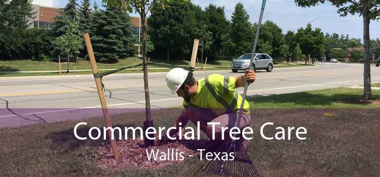 Commercial Tree Care Wallis - Texas