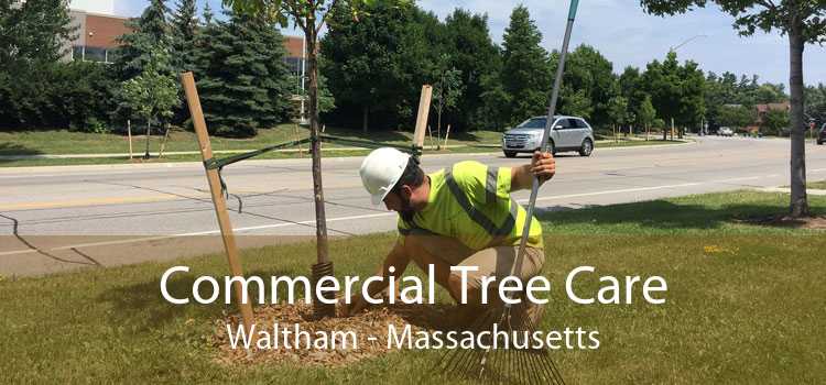 Commercial Tree Care Waltham - Massachusetts