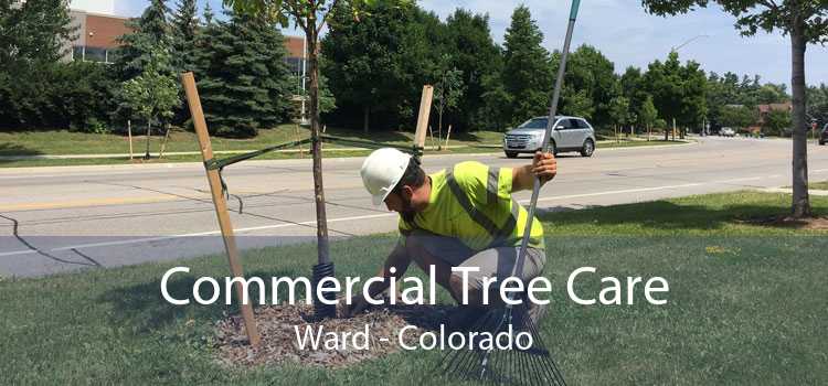 Commercial Tree Care Ward - Colorado