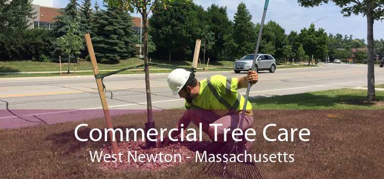 Commercial Tree Care West Newton - Massachusetts