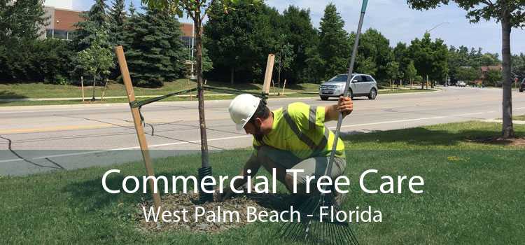 Commercial Tree Care West Palm Beach - Florida