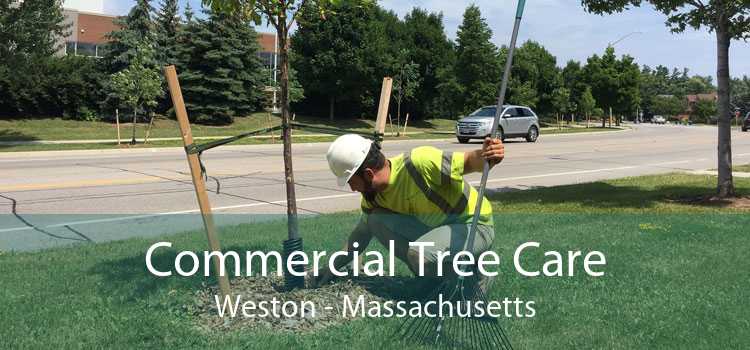 Commercial Tree Care Weston - Massachusetts