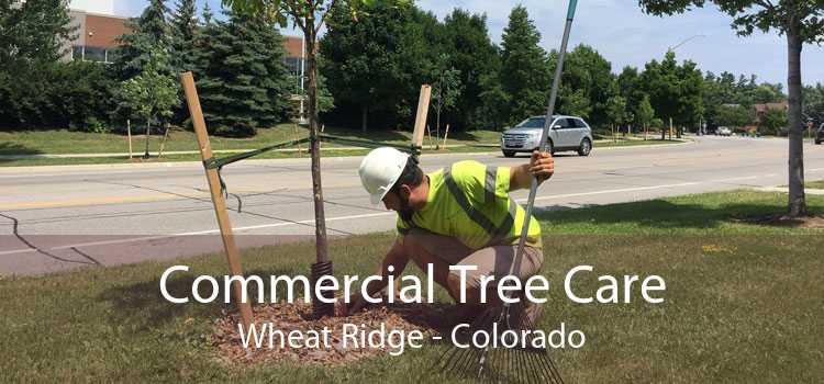 Commercial Tree Care Wheat Ridge - Colorado
