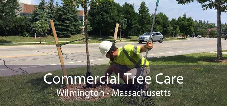 Commercial Tree Care Wilmington - Massachusetts