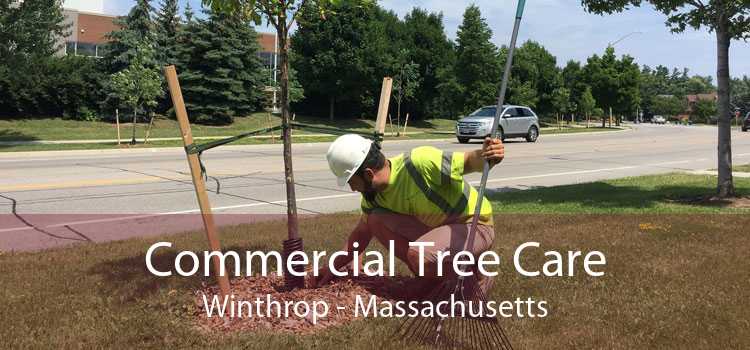 Commercial Tree Care Winthrop - Massachusetts