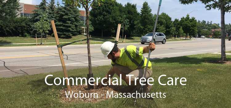 Commercial Tree Care Woburn - Massachusetts