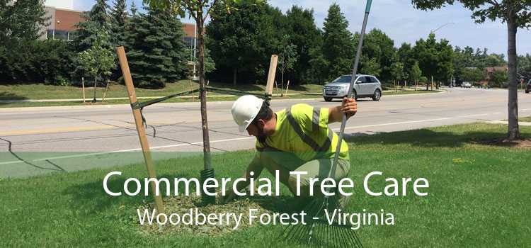 Commercial Tree Care Woodberry Forest - Virginia