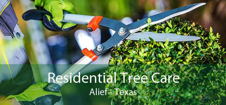 Residential Tree Care Alief - Texas