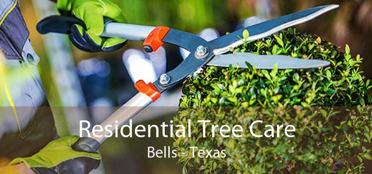 Residential Tree Care Bells - Texas