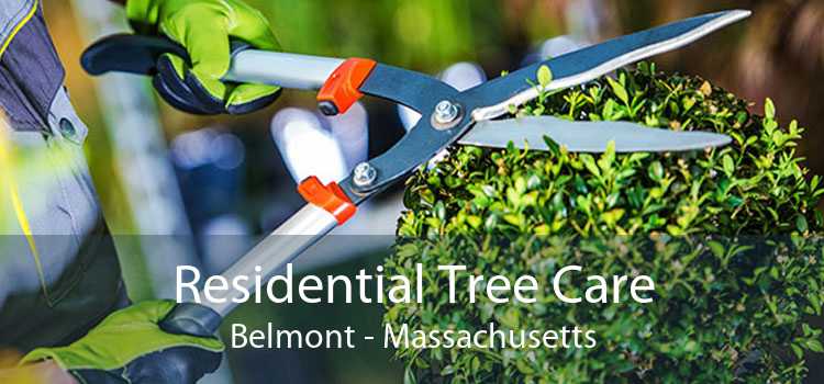 Residential Tree Care Belmont - Massachusetts