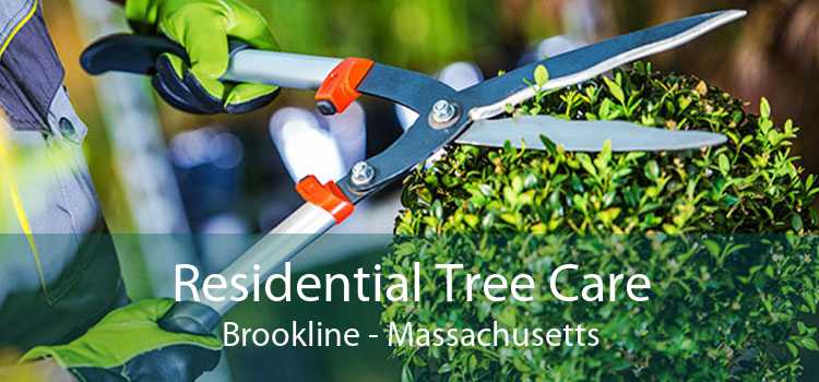 Residential Tree Care Brookline - Massachusetts