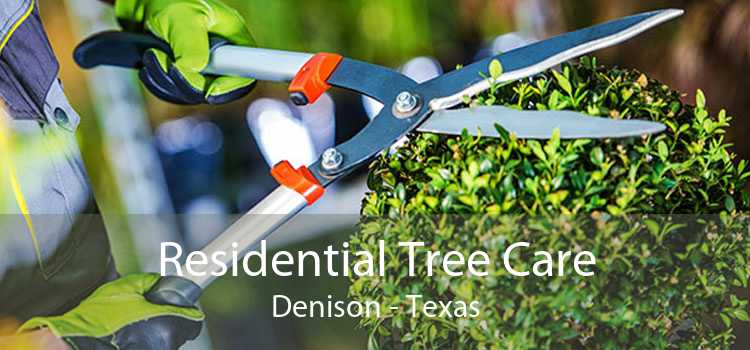 Residential Tree Care Denison - Texas