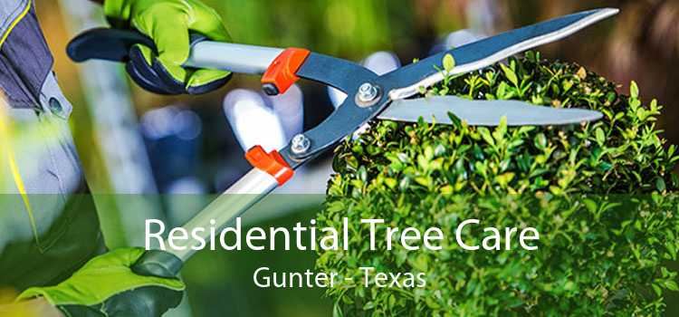 Residential Tree Care Gunter - Texas