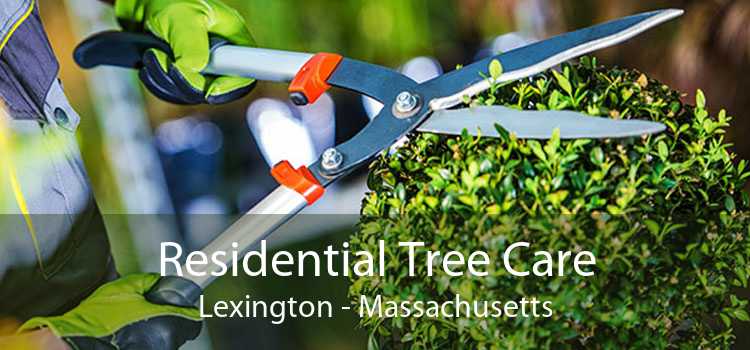 Residential Tree Care Lexington - Massachusetts