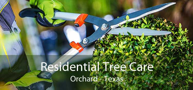 Residential Tree Care Orchard - Texas