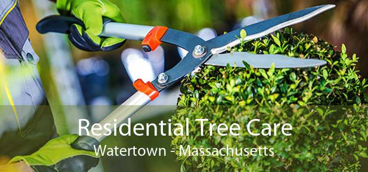 Residential Tree Care Watertown - Massachusetts