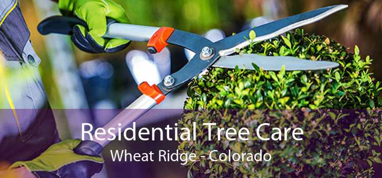 Residential Tree Care Wheat Ridge - Colorado