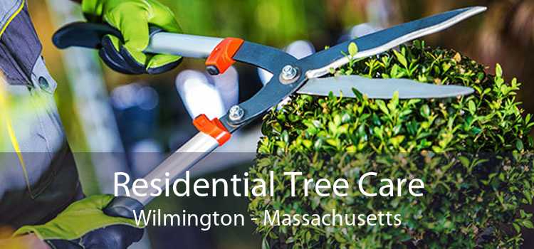 Residential Tree Care Wilmington - Massachusetts