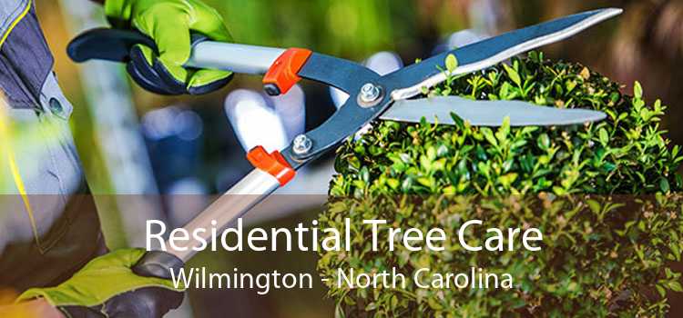 Residential Tree Care Wilmington - North Carolina
