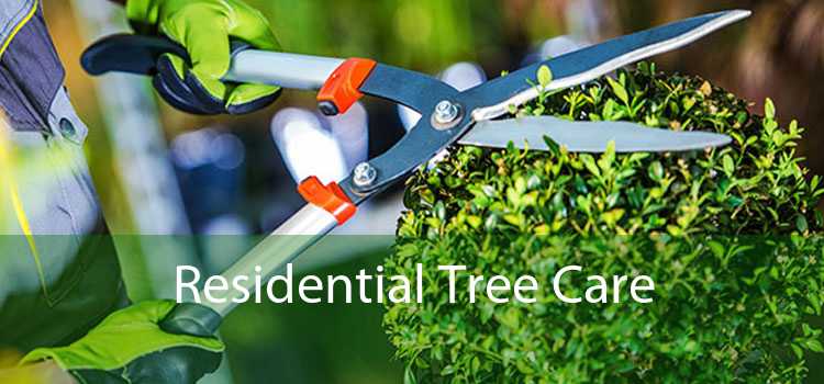 Residential Tree Care 