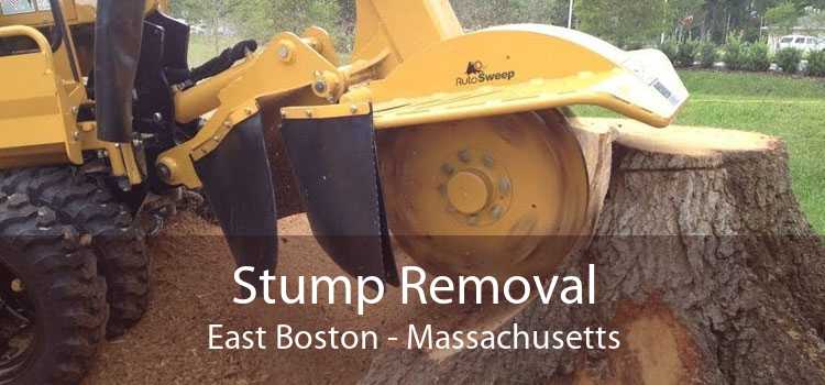 Stump Removal East Boston - Massachusetts