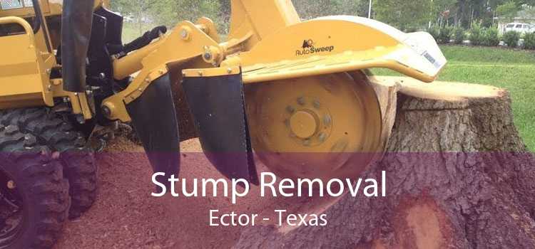 Stump Removal Ector - Texas