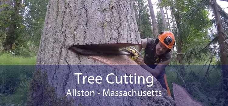 Tree Cutting Allston - Massachusetts